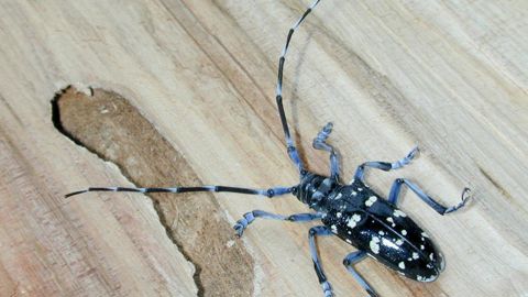 Anoplophora chinensis (capricorne asiatique des agrumes) est un coléoptère originaire d’Asie orientale envahissant en Amérique du Nord et en Europe. © Art Wagner, USDA - APHIS, Bugwood.org